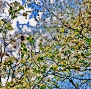 “Dogwood Clouds,” Ft White 2012