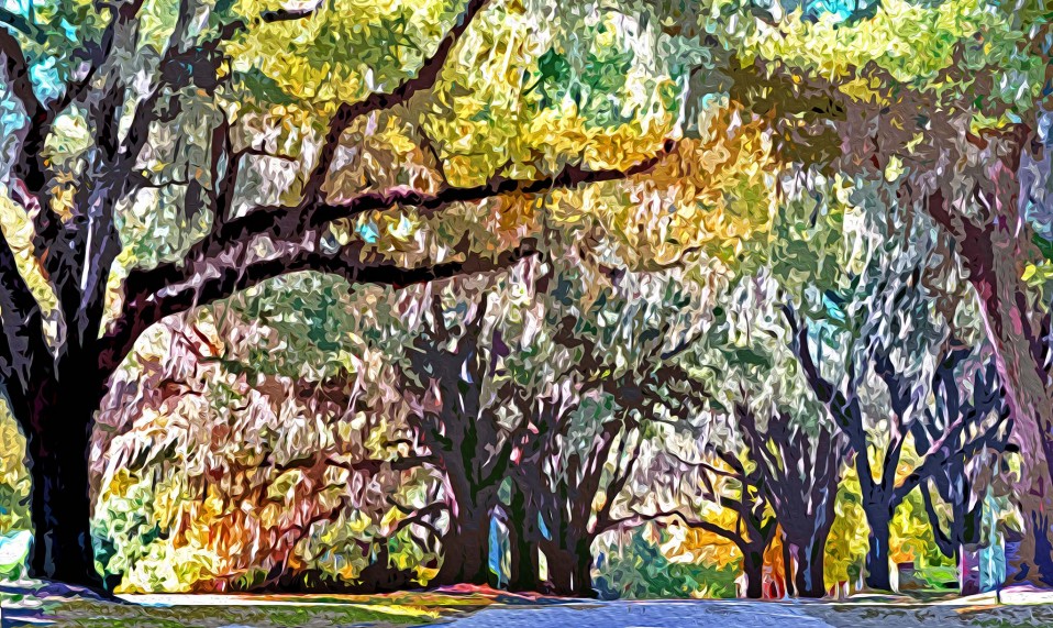 “Live Oak Plantation Road,” Tallahassee 2011