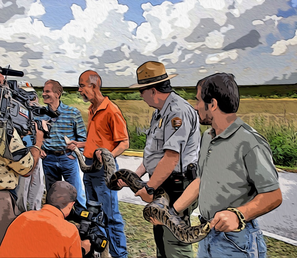 Senators and Snakes, Everglades National Park, 2008