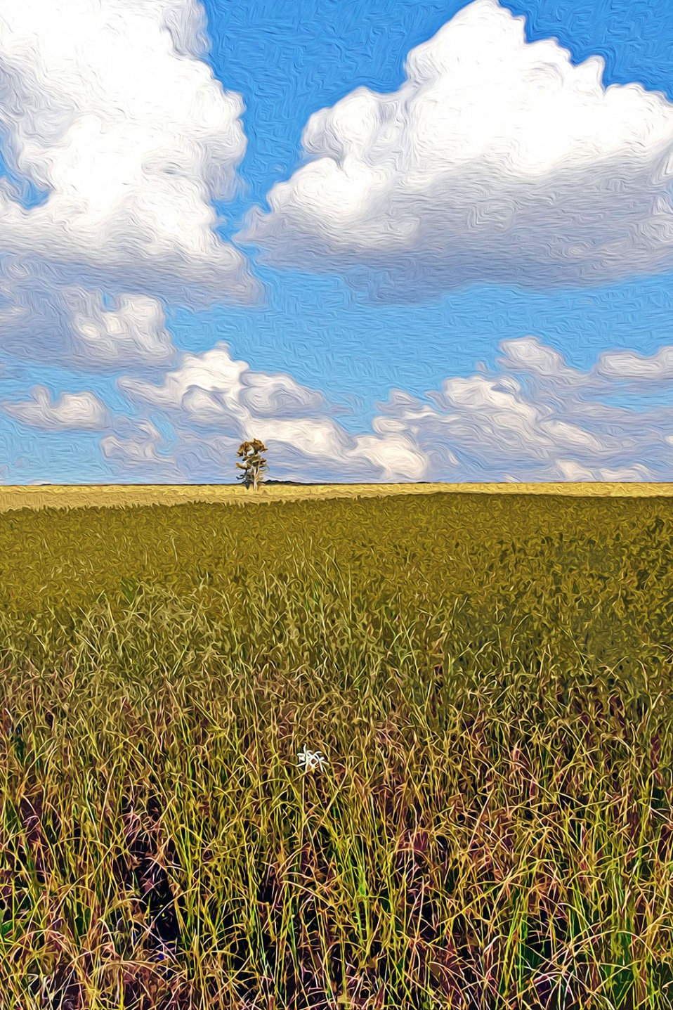 “Sawgrass Prairie Flower,” Water Conservation Area 3 in western Broward County