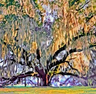 “Hall and Oak,” Tallahassee, 2011