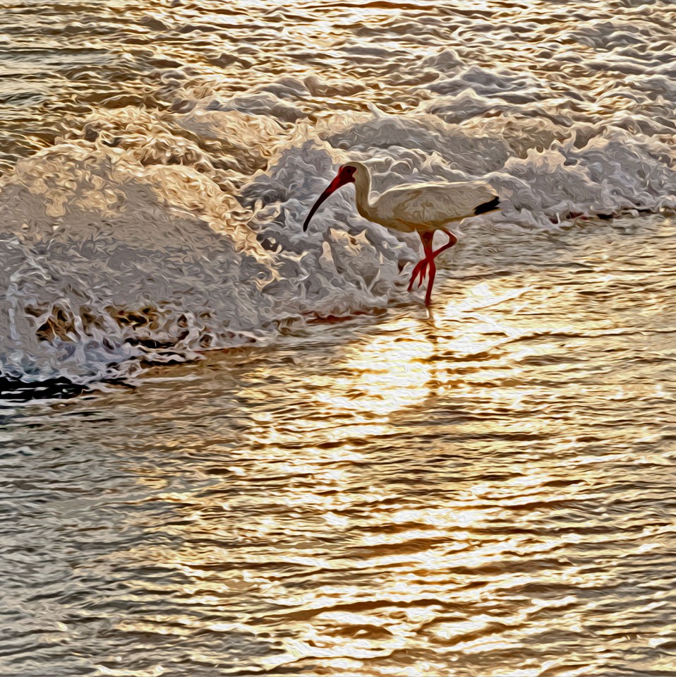 “Golden Ibis,” Tampa Bay, 2012