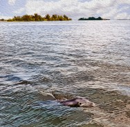 “Undefeated Bottlenose Dolphin,” Grant Island, 2011