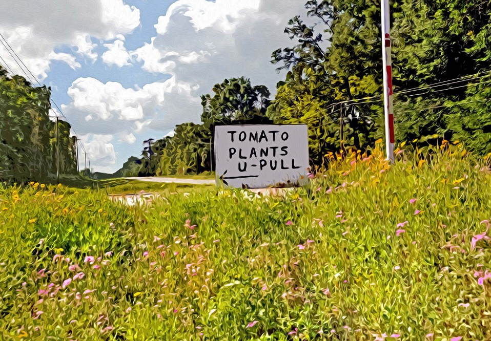 “Tomato Plants, You Pull,” High Springs