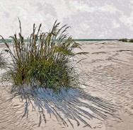 “Sea Oats,” Anna Maria Beach, 2012