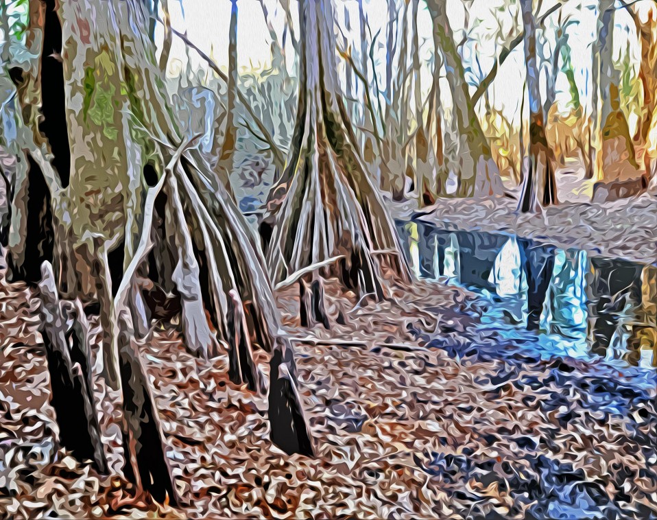 “Day After Christmas,” Ochlockonee Wildlife Management Area, 2010