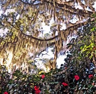 “Camellia Christmas,” Tallahassee, 2011