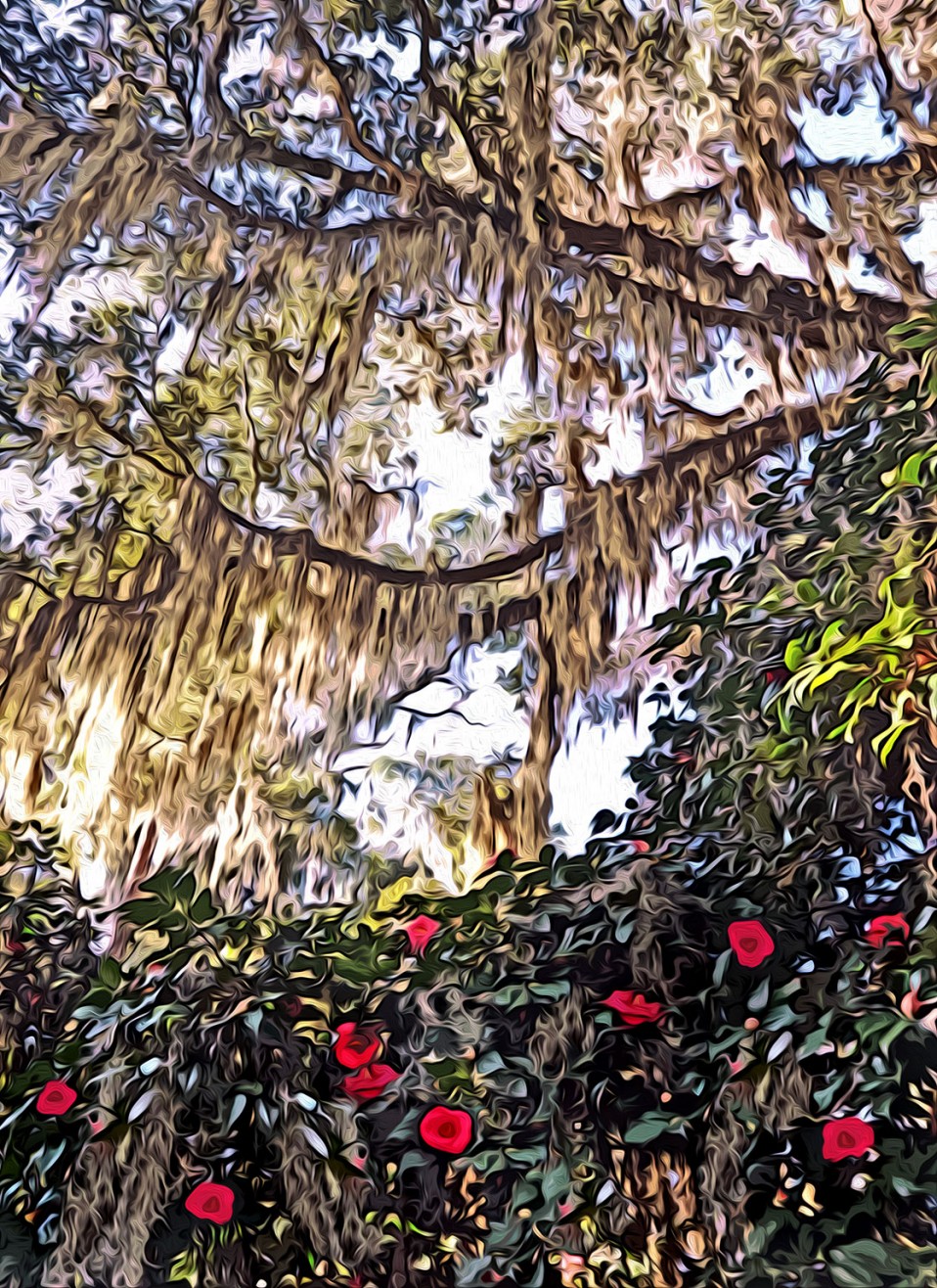 “Camellia Christmas,” Tallahassee, 2011
