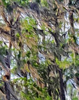 Tree Hair, Ocklawaha River 2012