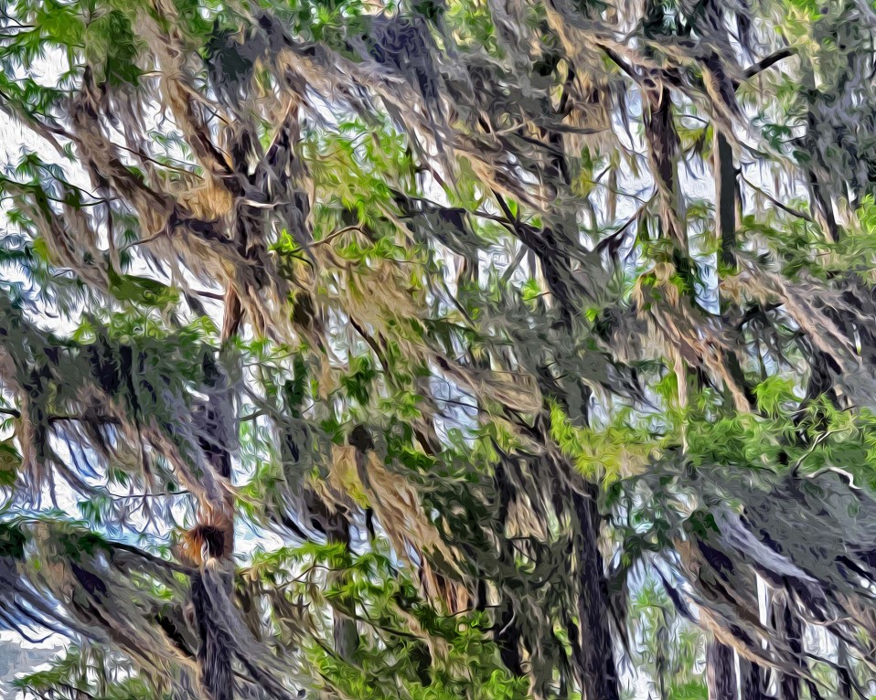 Tree Hair, Ocklawaha River 2012