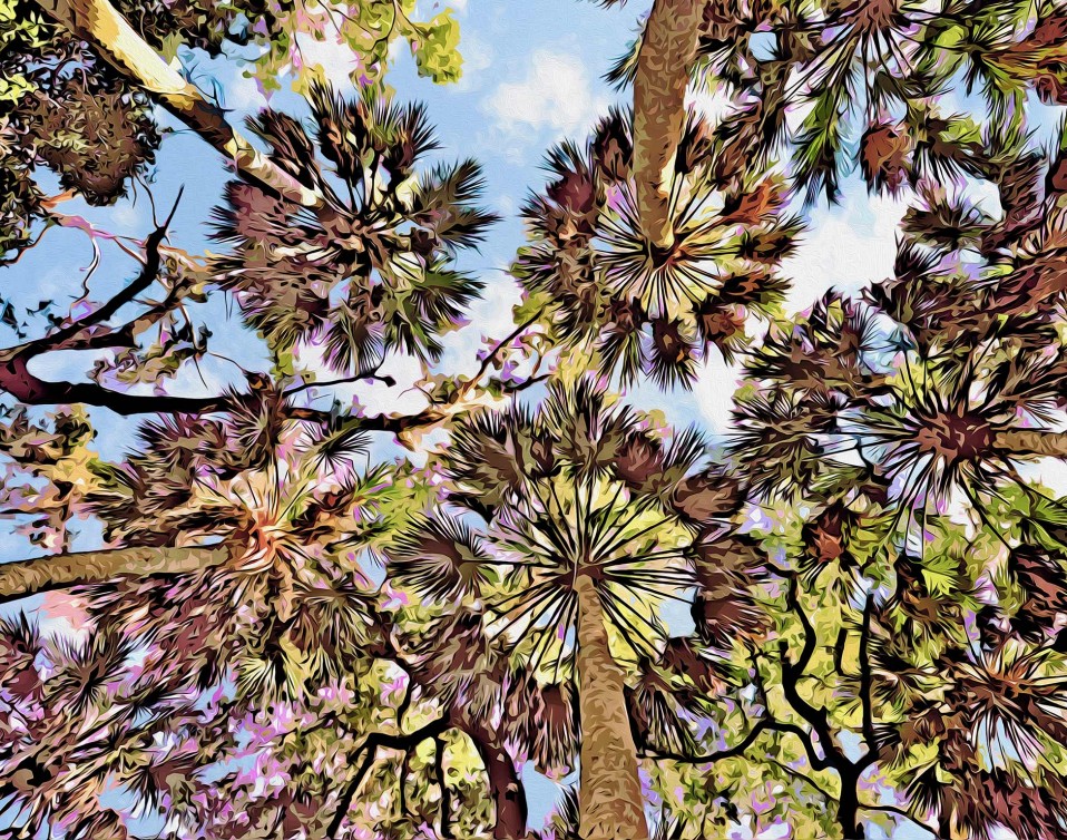 “Cathedral of the Palms,” St Marks National Wildlife Refuge, 2011